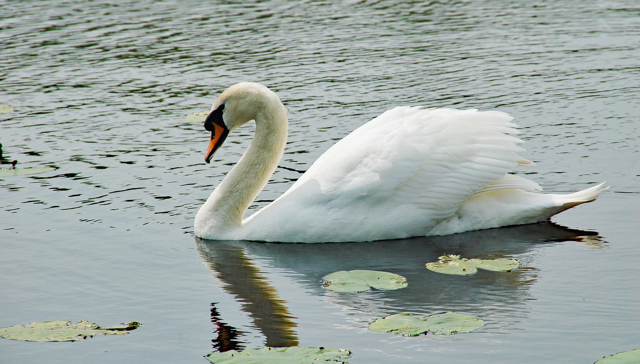 swan  water  white free photo