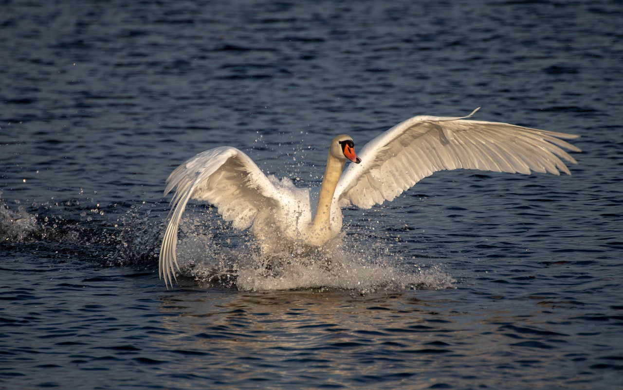 swan  flight  water free photo