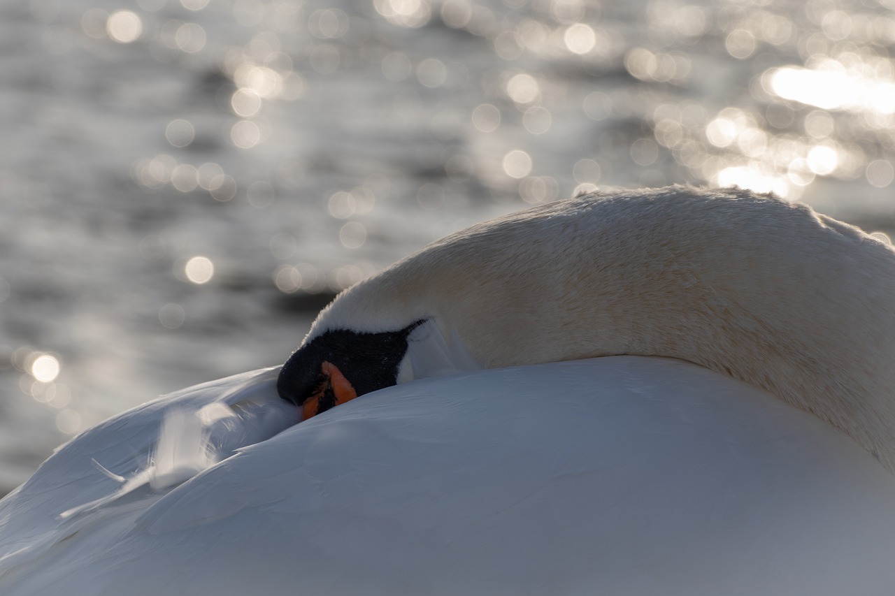 swan  water  sleeping free photo