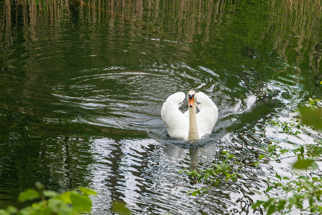 swan  swim  waters free photo