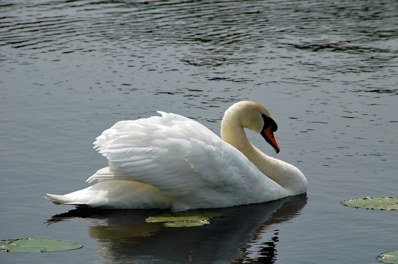 swan  water  swimming free photo