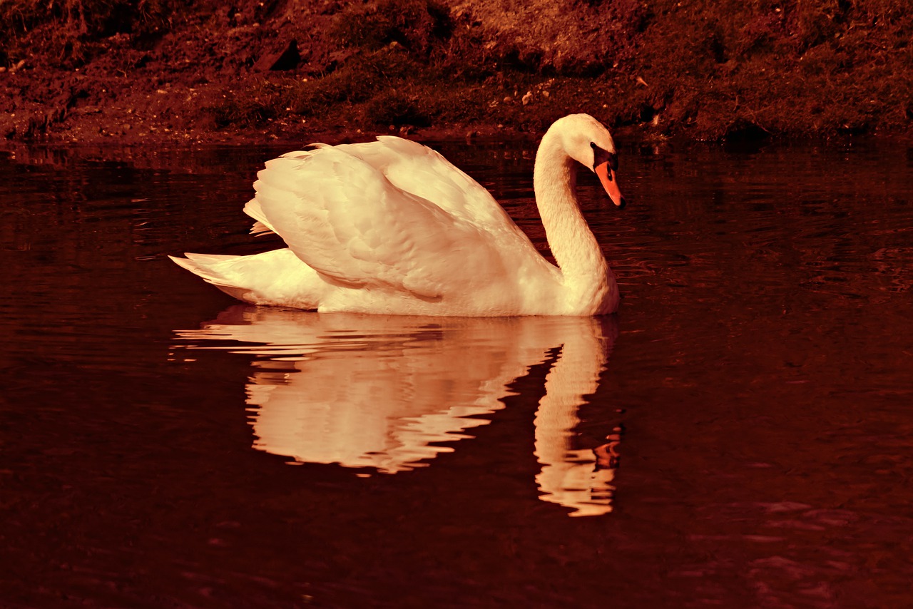 swan  water bird  animal free photo