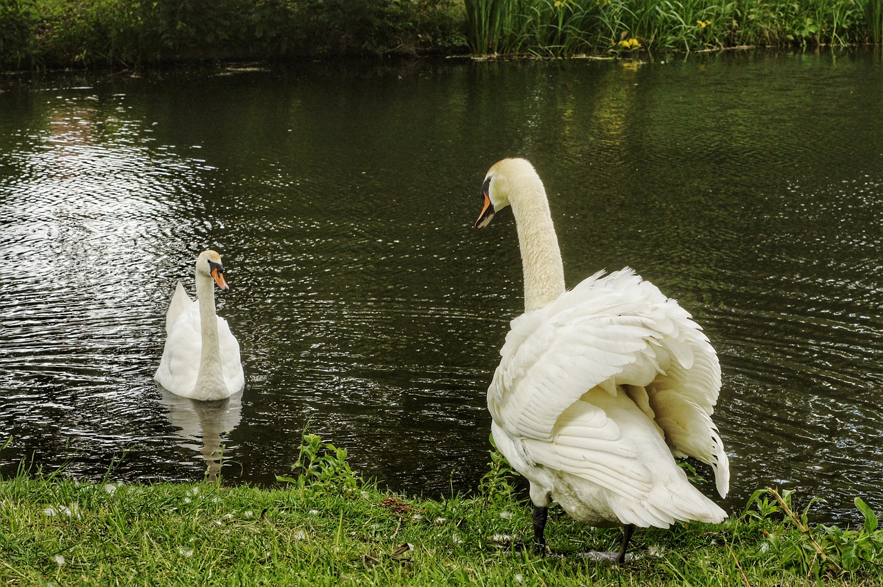 swan  swans  nature free photo