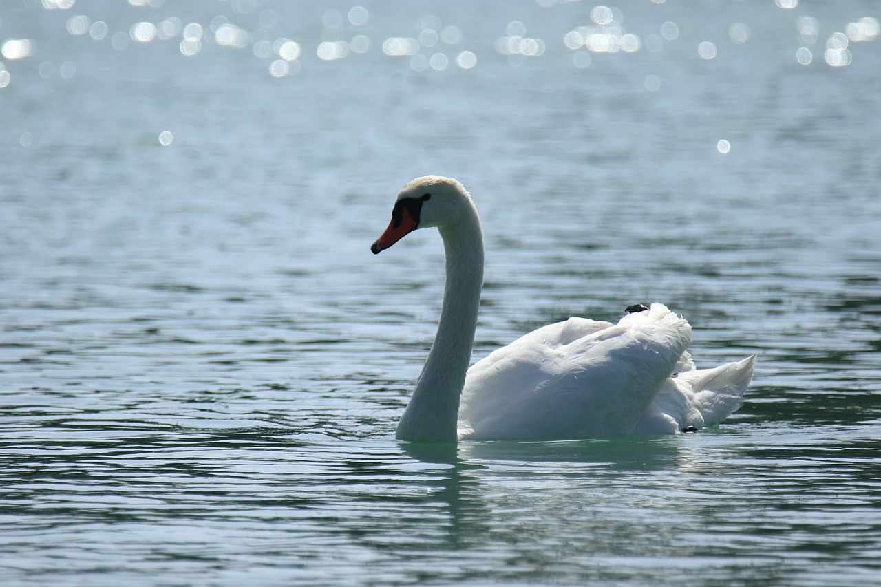 swan  white  lake free photo