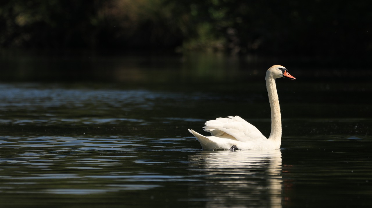 swan  lake  bird free photo