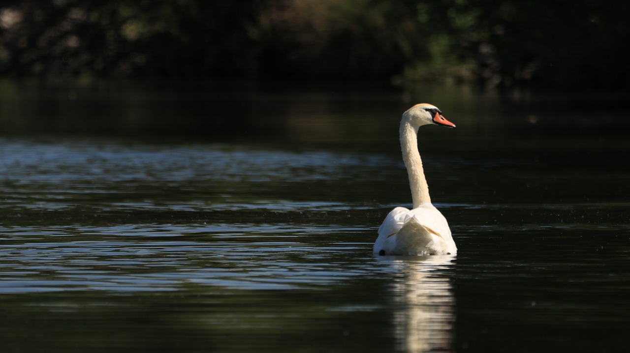 swan  lake  bird free photo