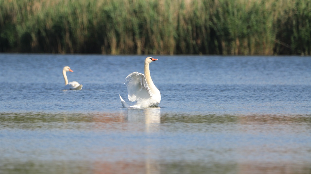 swan  lake  bird free photo