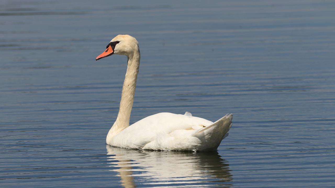 swan  lake  bird free photo