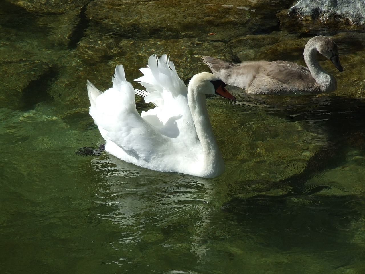 swan cygnet water free photo