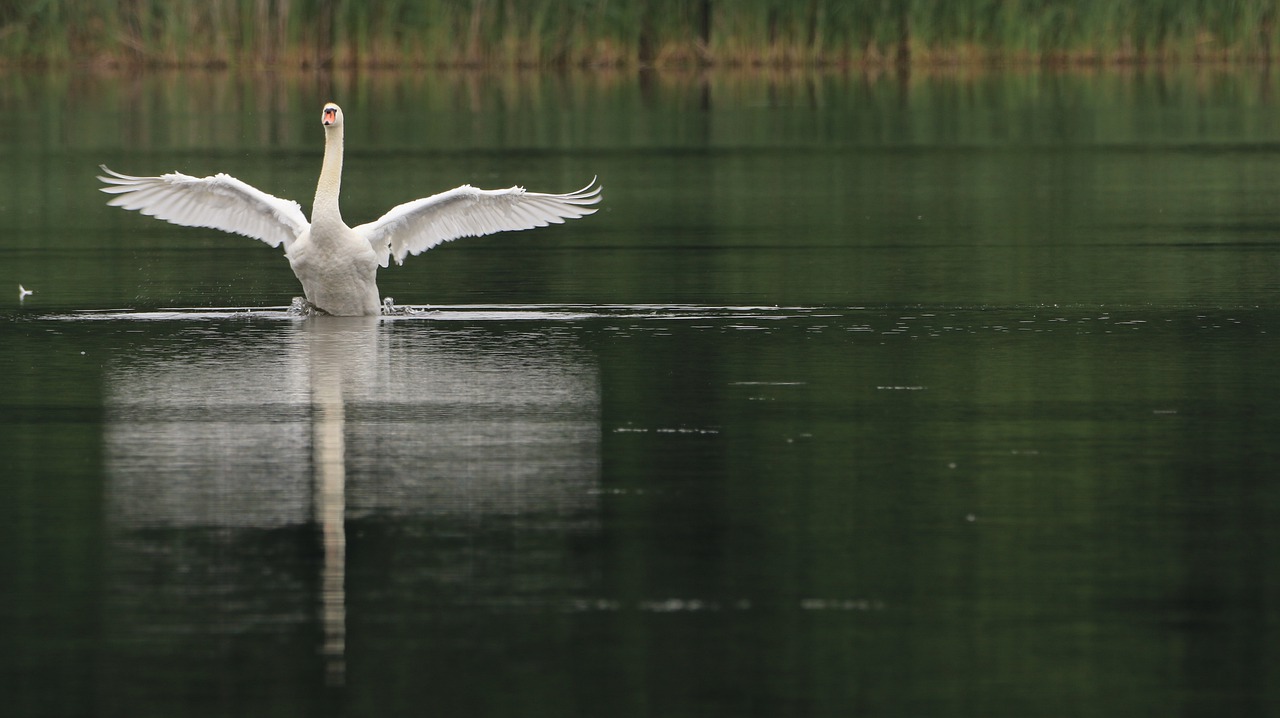 swan  lake  nature free photo