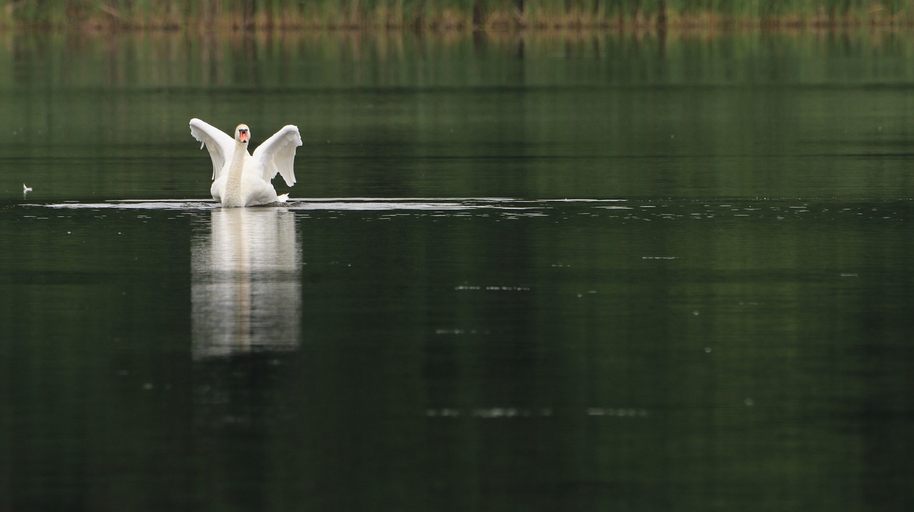 swan  lake  wing free photo