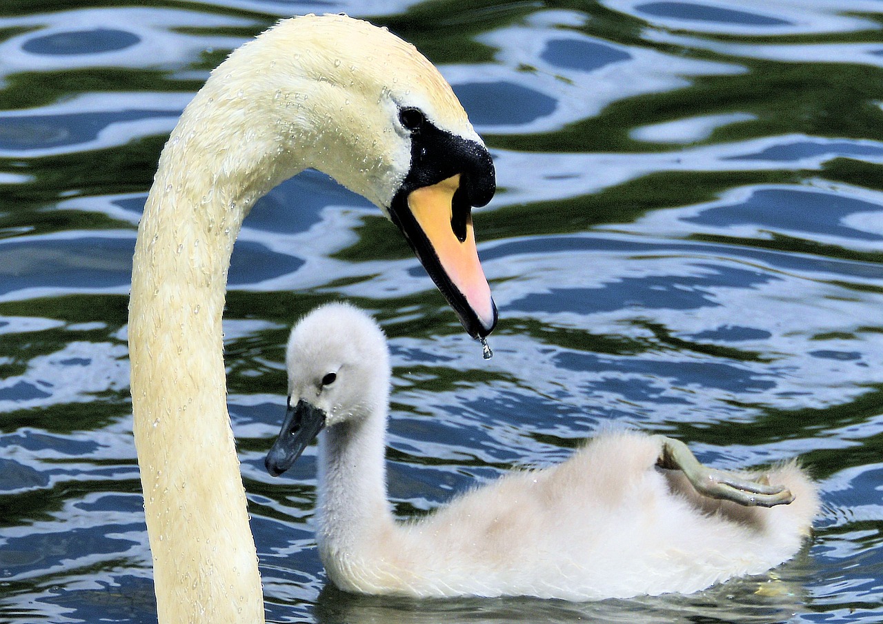 swan  cygnet  animal free photo