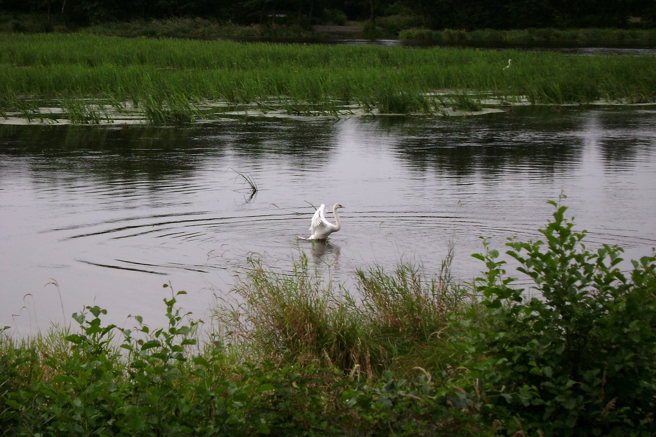 swan water grass free photo