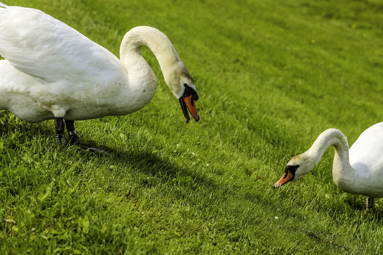 swan  bird  animal free photo