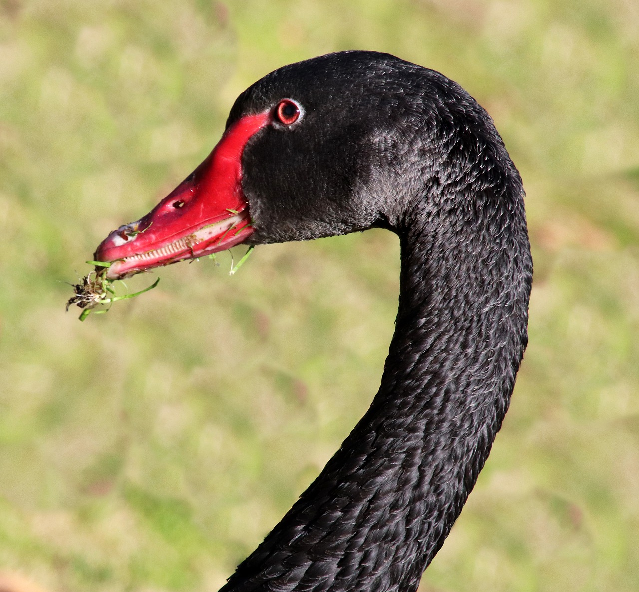swan  black  bird free photo