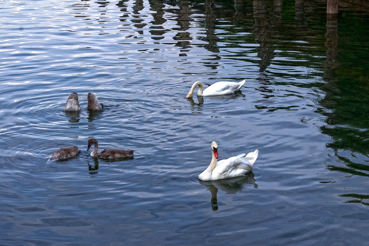 swan  pair  boy free photo