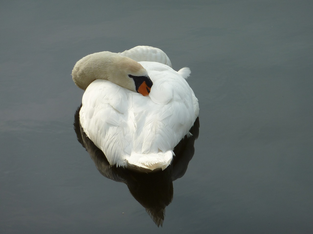 swan sleeping swan nature free photo