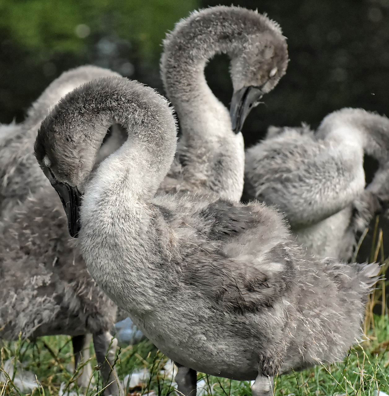 swan  young  young animal free photo