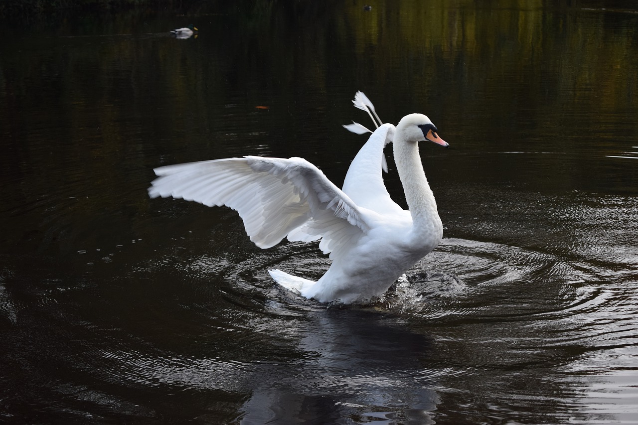 swan  broken wing  ripples free photo
