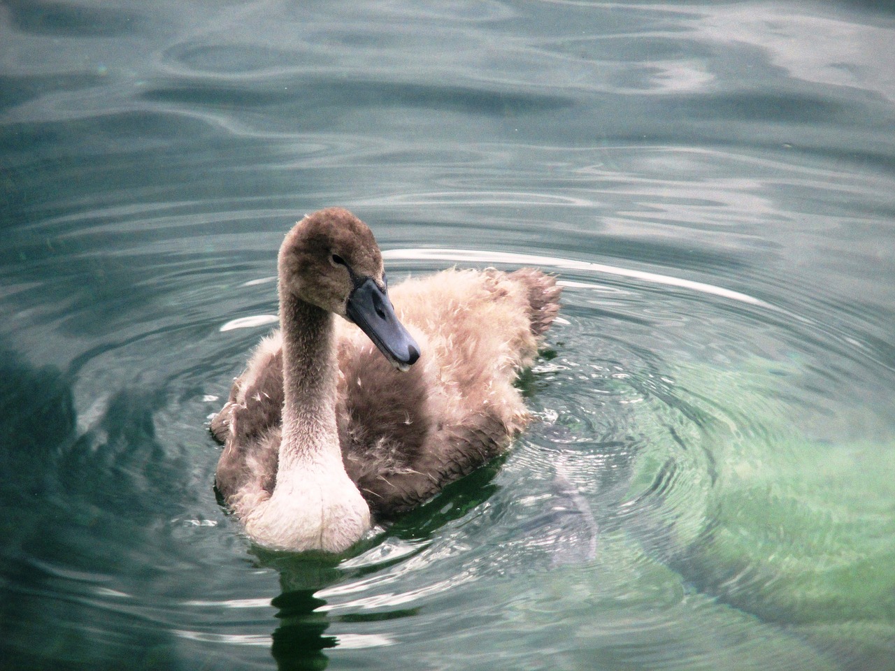 swan animals swan young free photo
