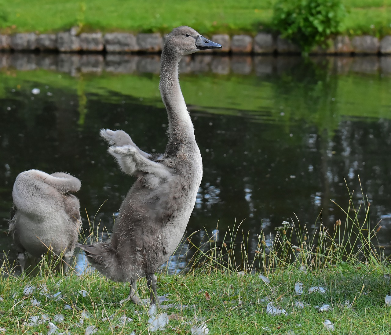 swan  young  young animal free photo