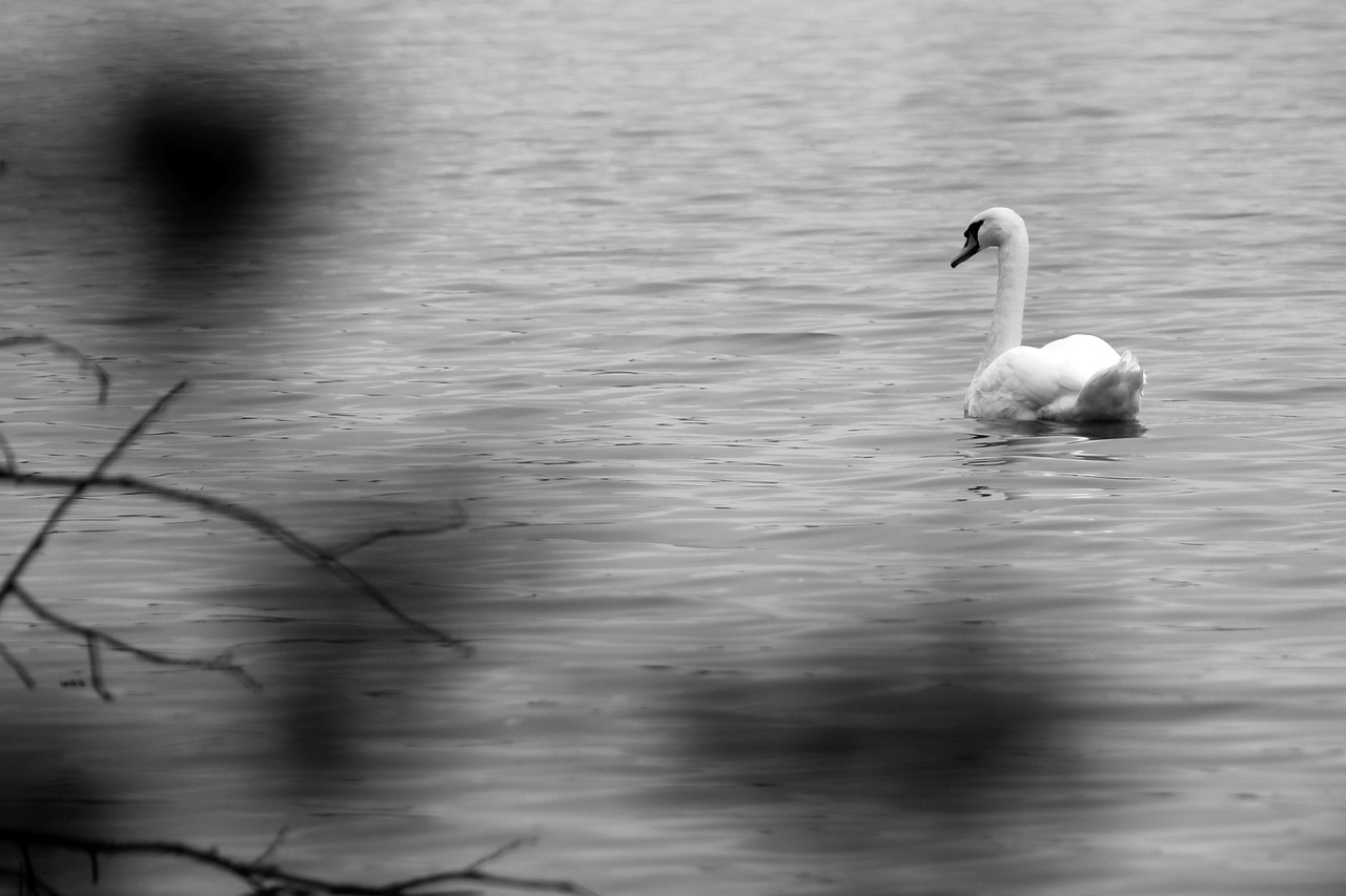 swan tree water free photo