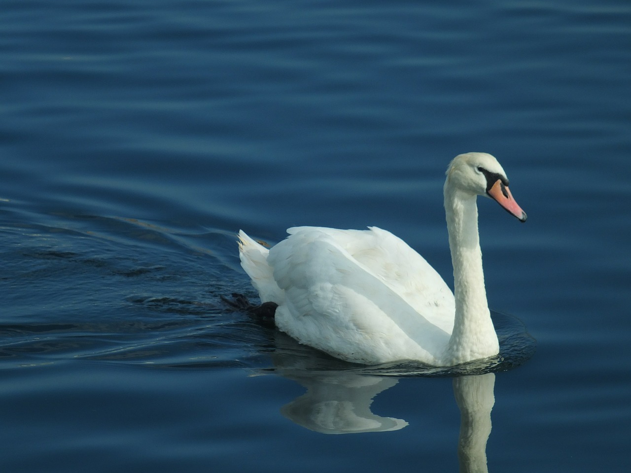 swan bird ornithology free photo