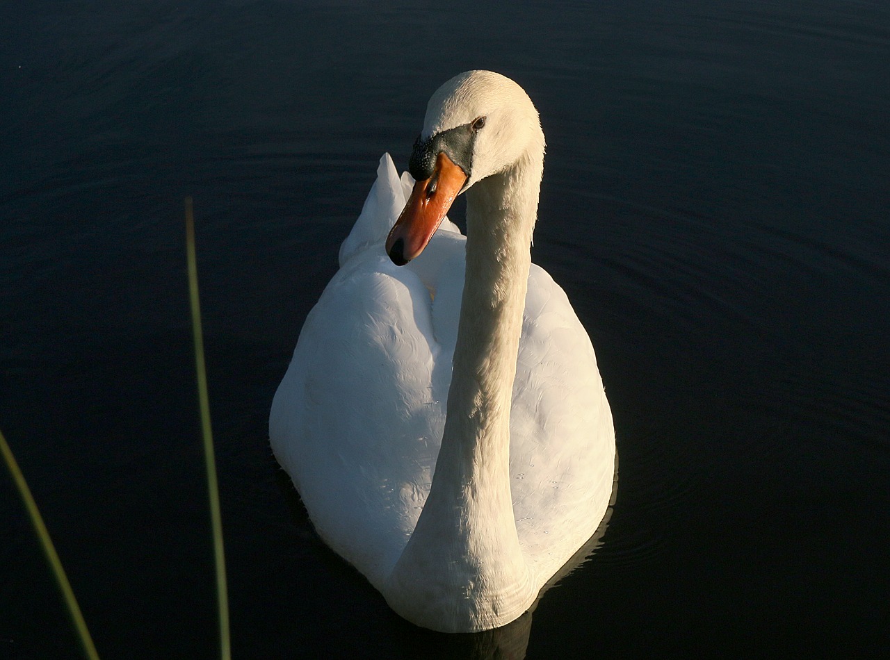 swan pond white free photo