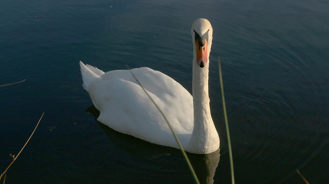 swan pond white free photo