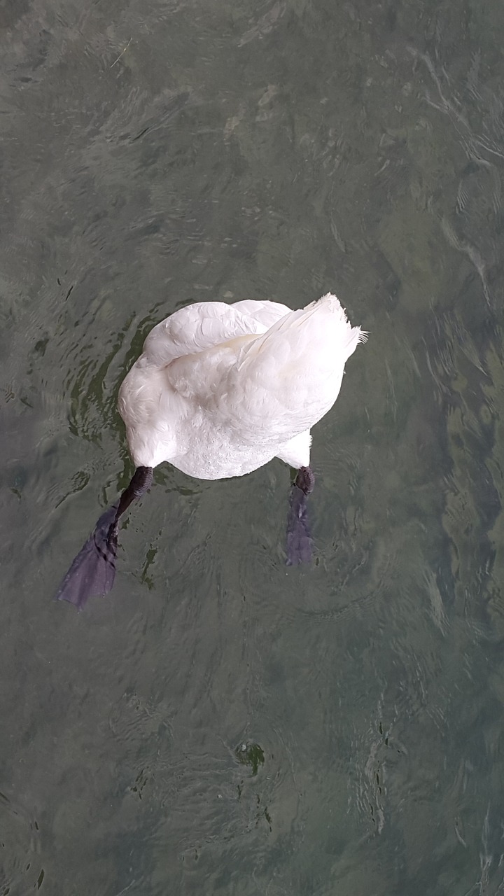 swan water bird free photo