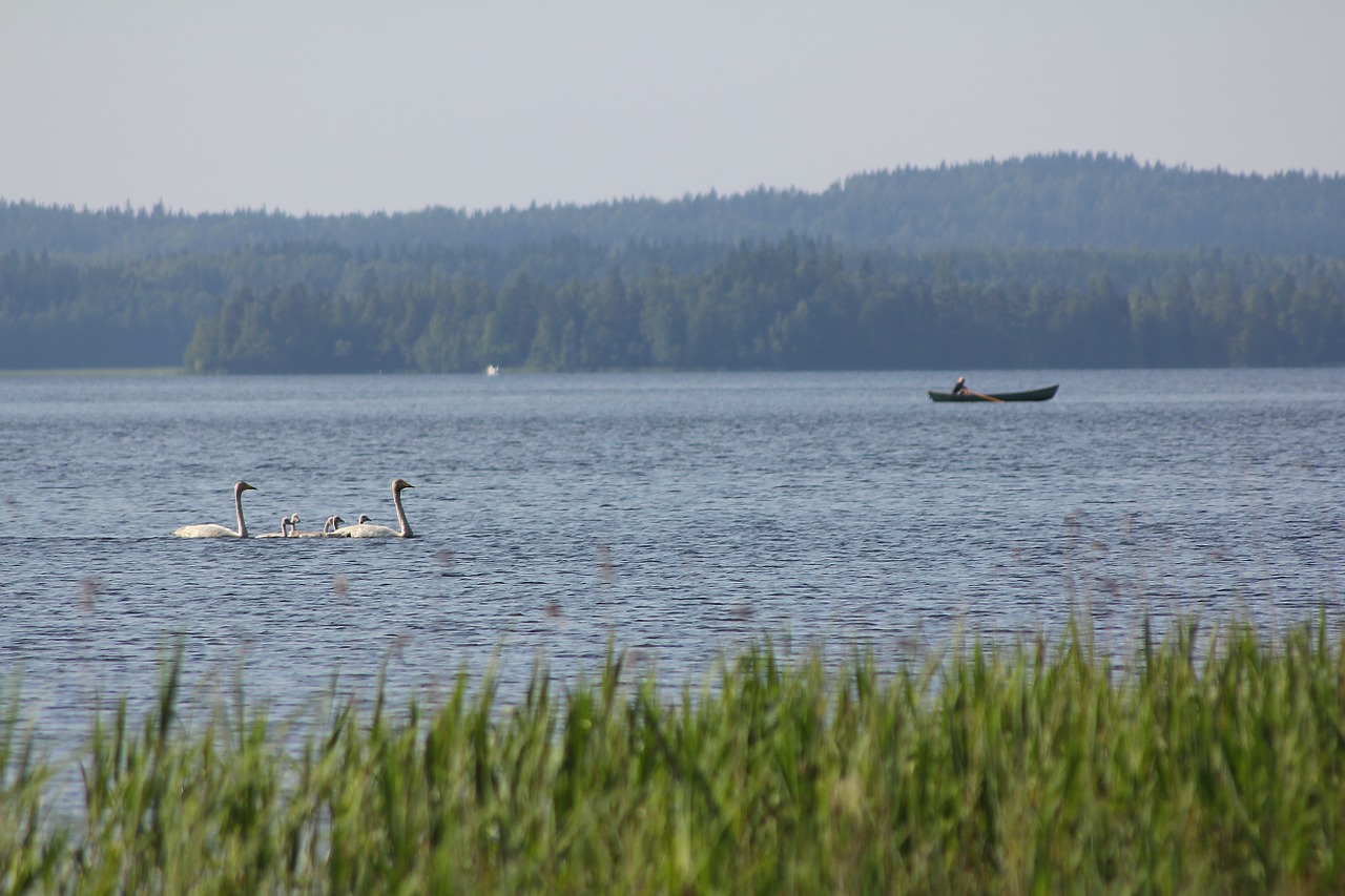 swan boat the boatman free photo