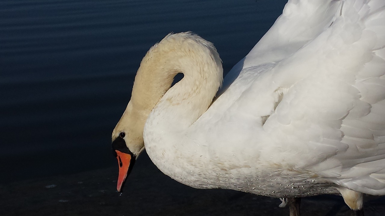 swan bird white free photo