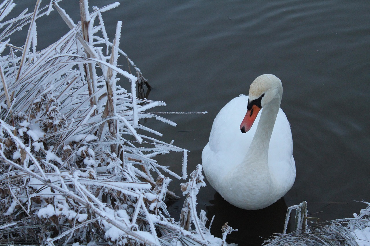 swan snow nature free photo