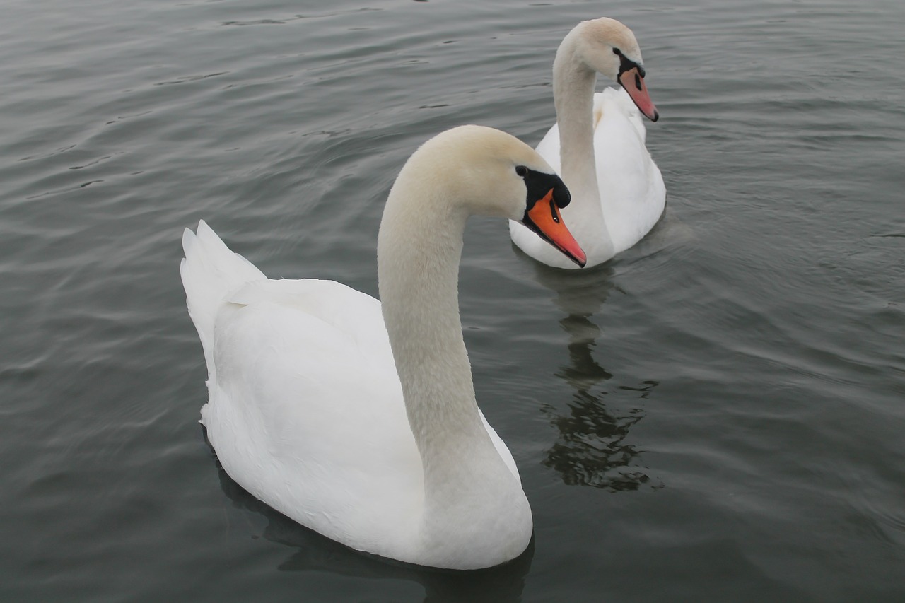 swan lake bird free photo