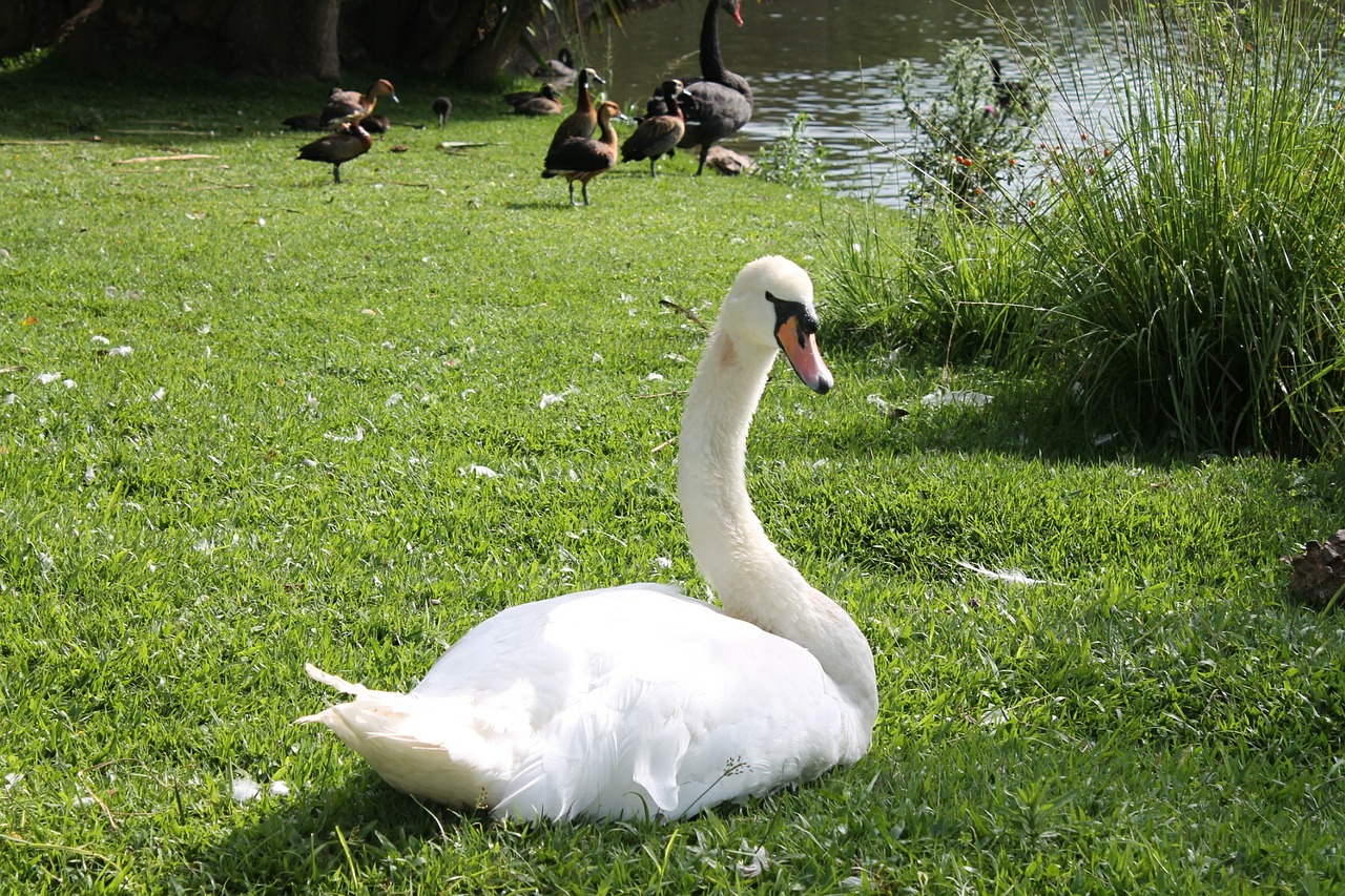 Swan,duck,bird - free image from needpix.com