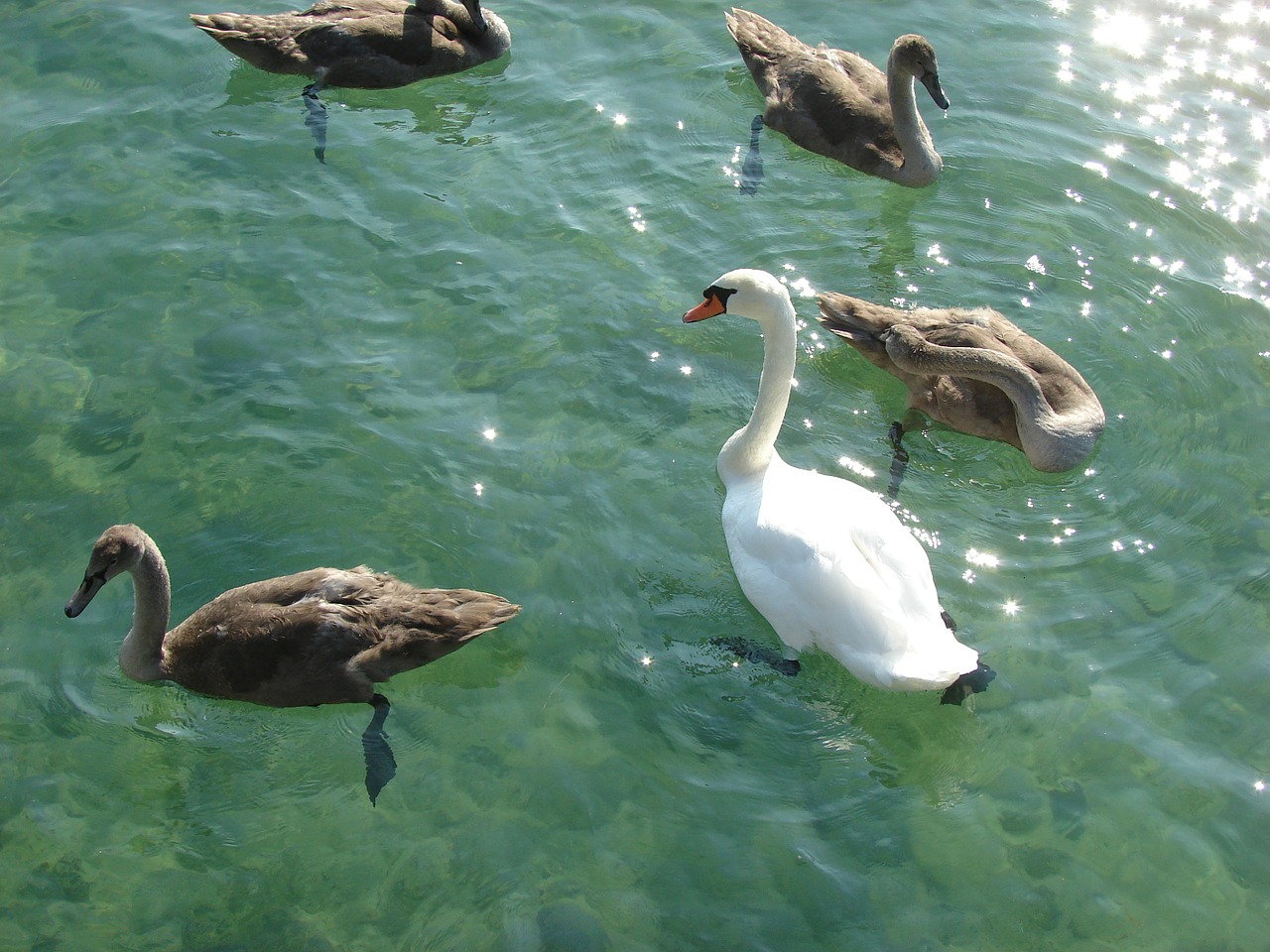 swan lake animal world free photo