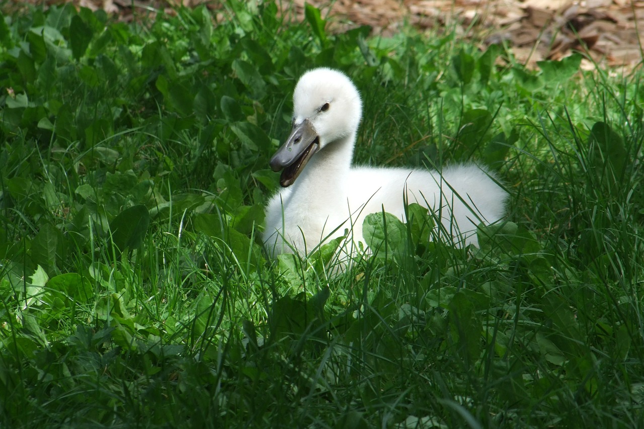 swan chicks sweet free photo