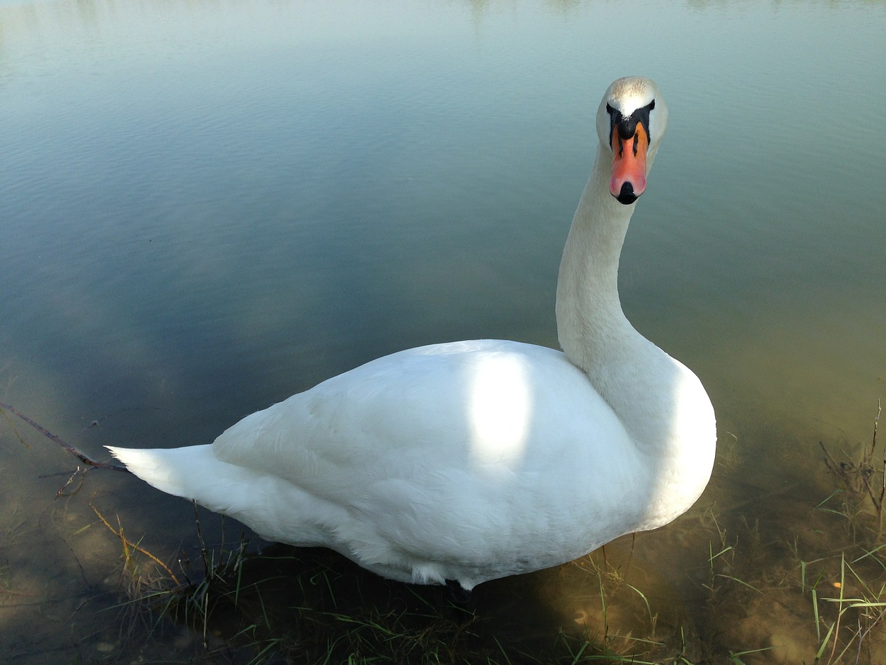 swan wildlife bird free photo