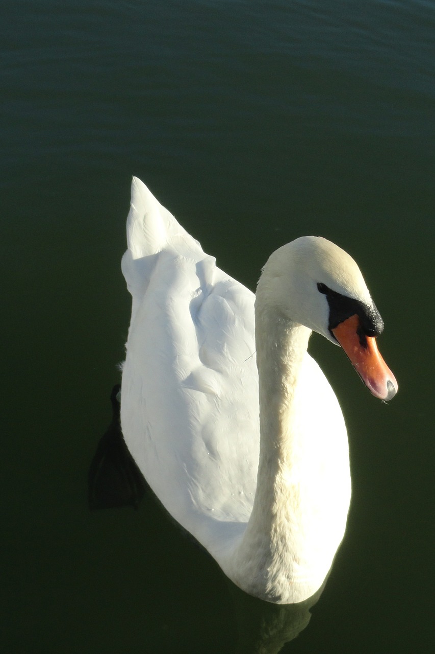 swan white lake free photo