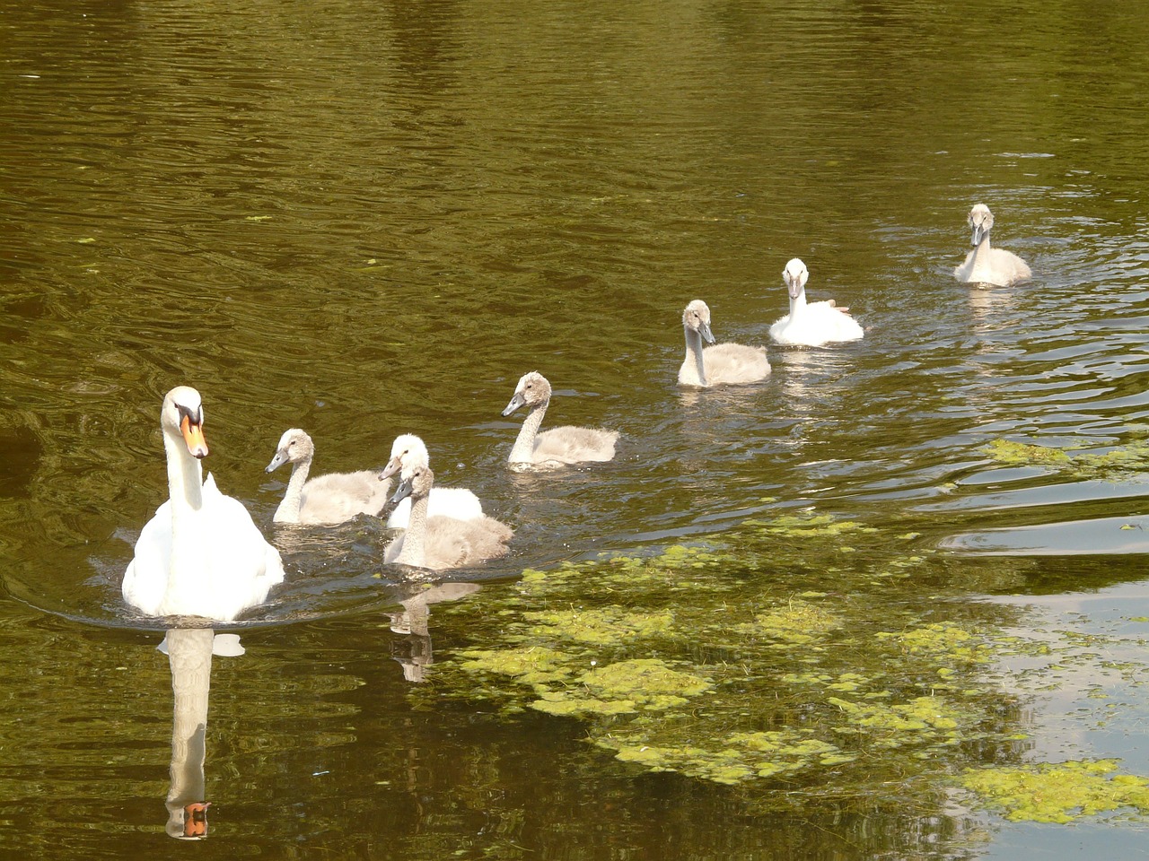 swan swan family water free photo