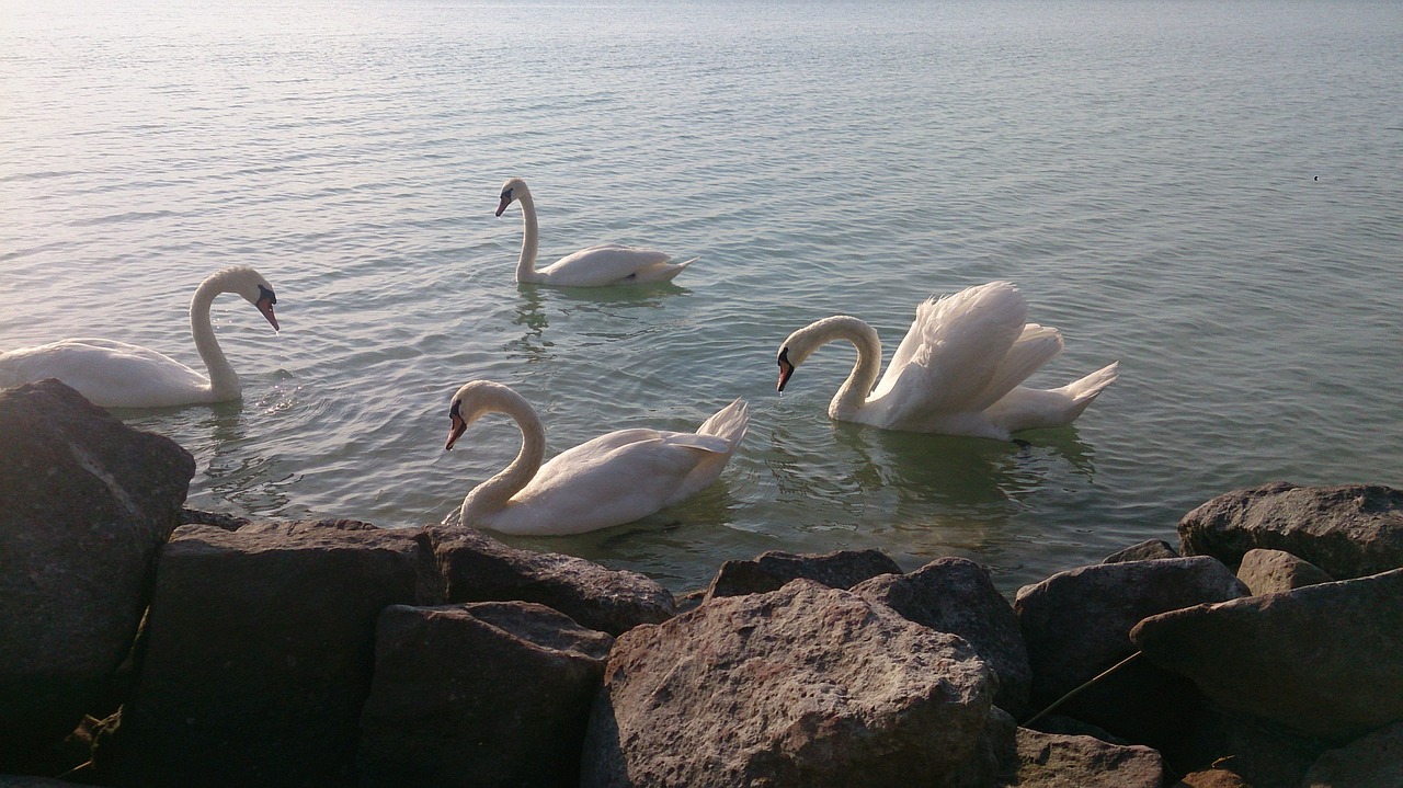 swan lake balaton lake free photo