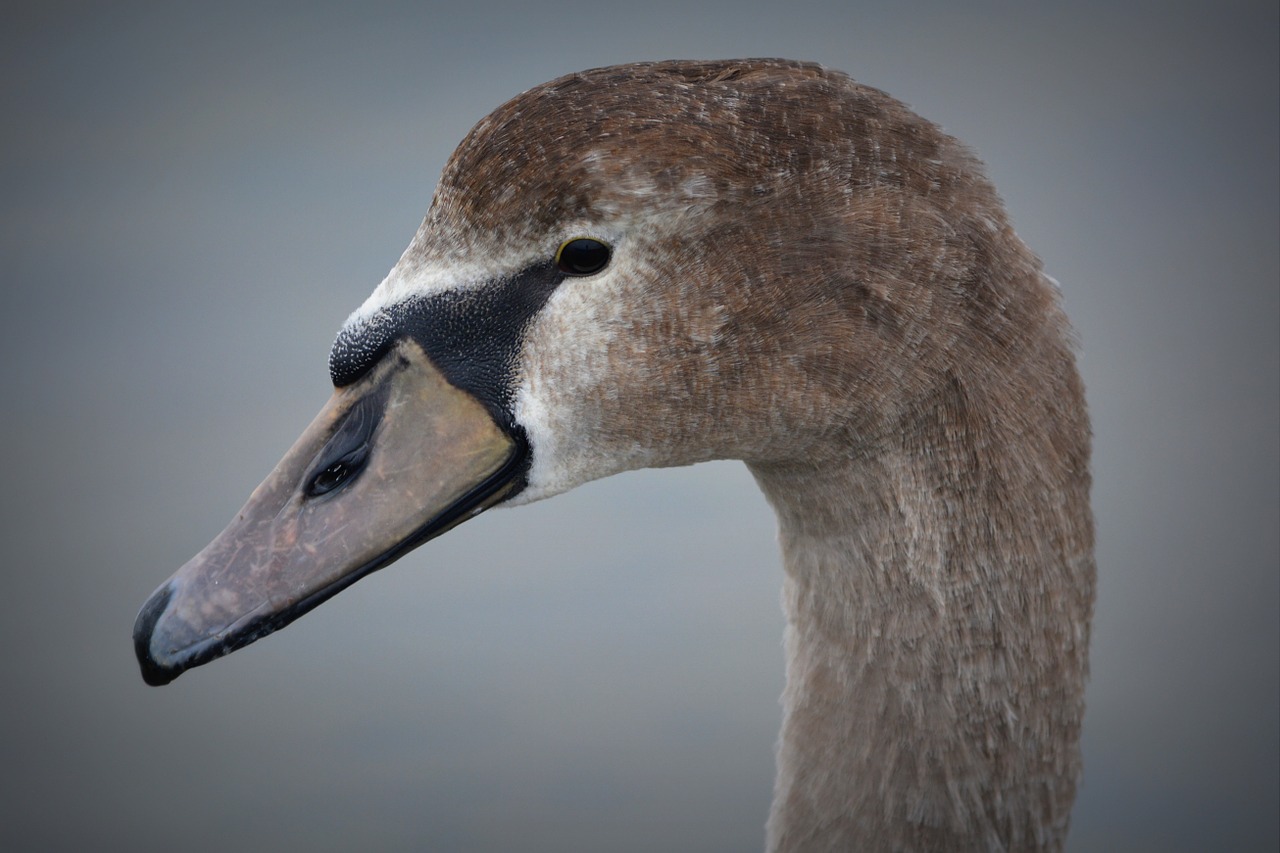 swan beak animal free photo