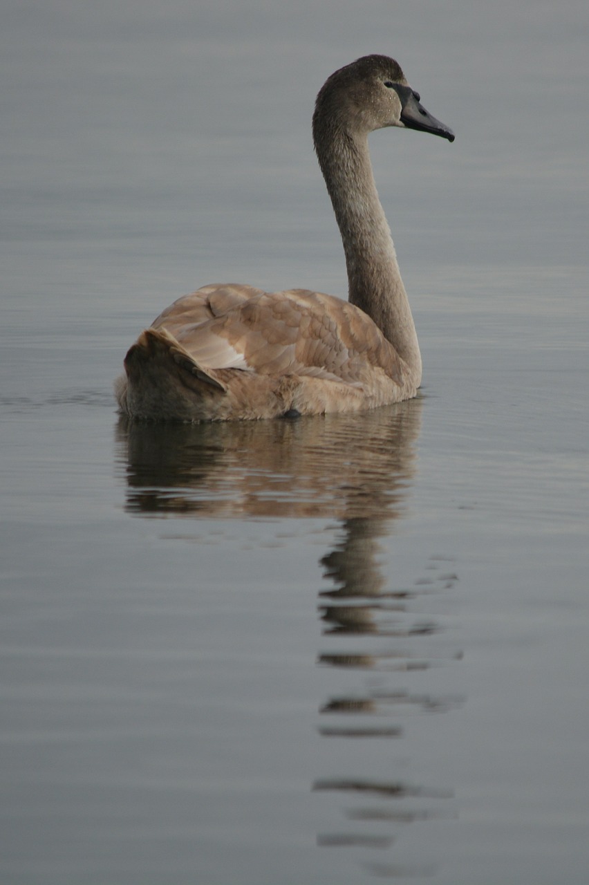 swan nature animal free photo