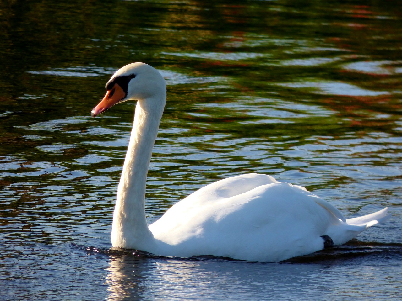 swan bird waterfowl free photo