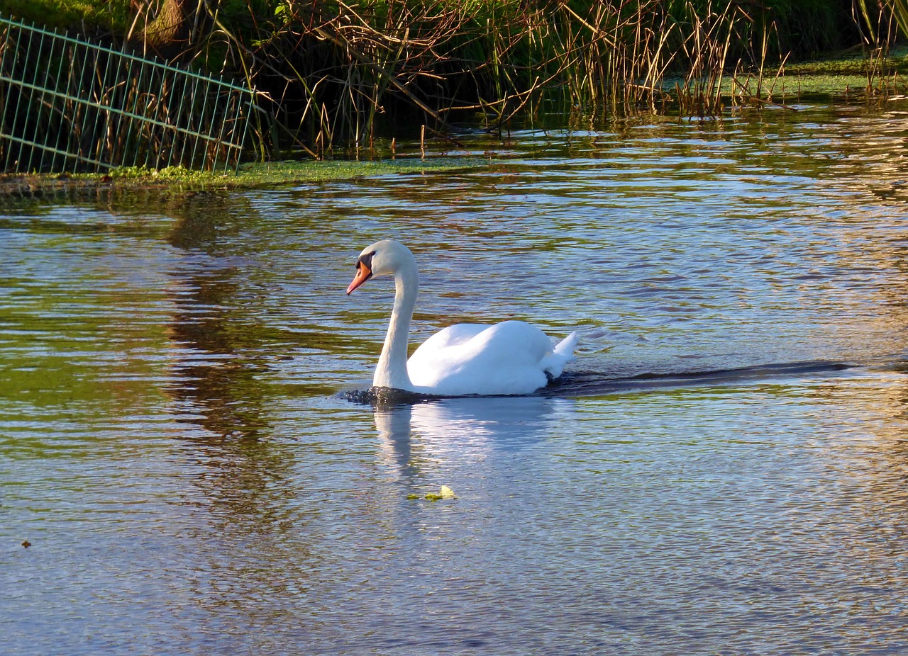 swan bird waterfowl free photo