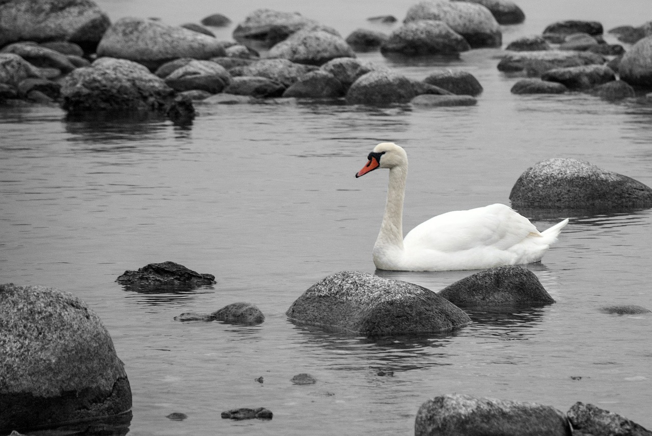 swan water stones free photo