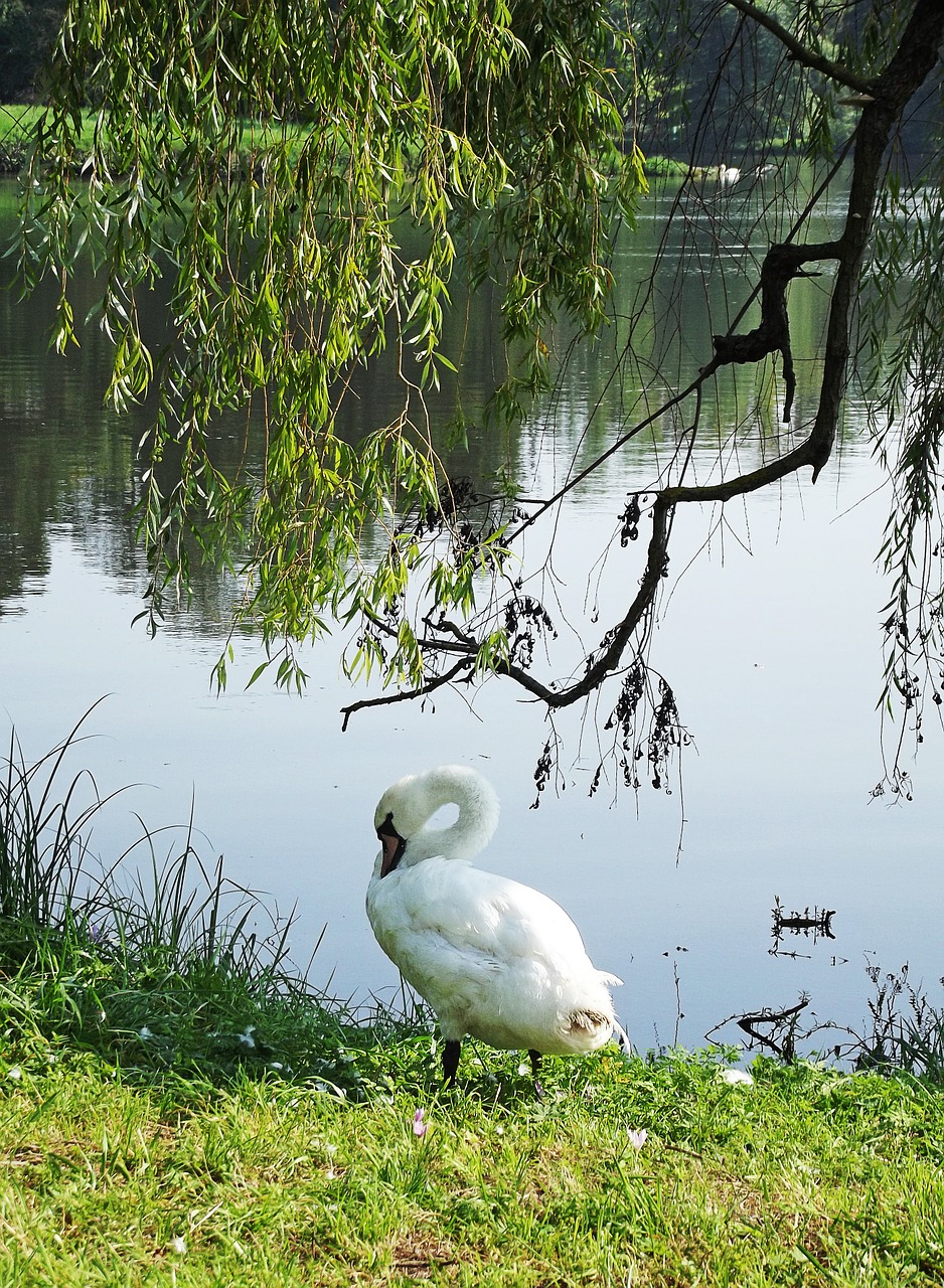 swan pond branches free photo