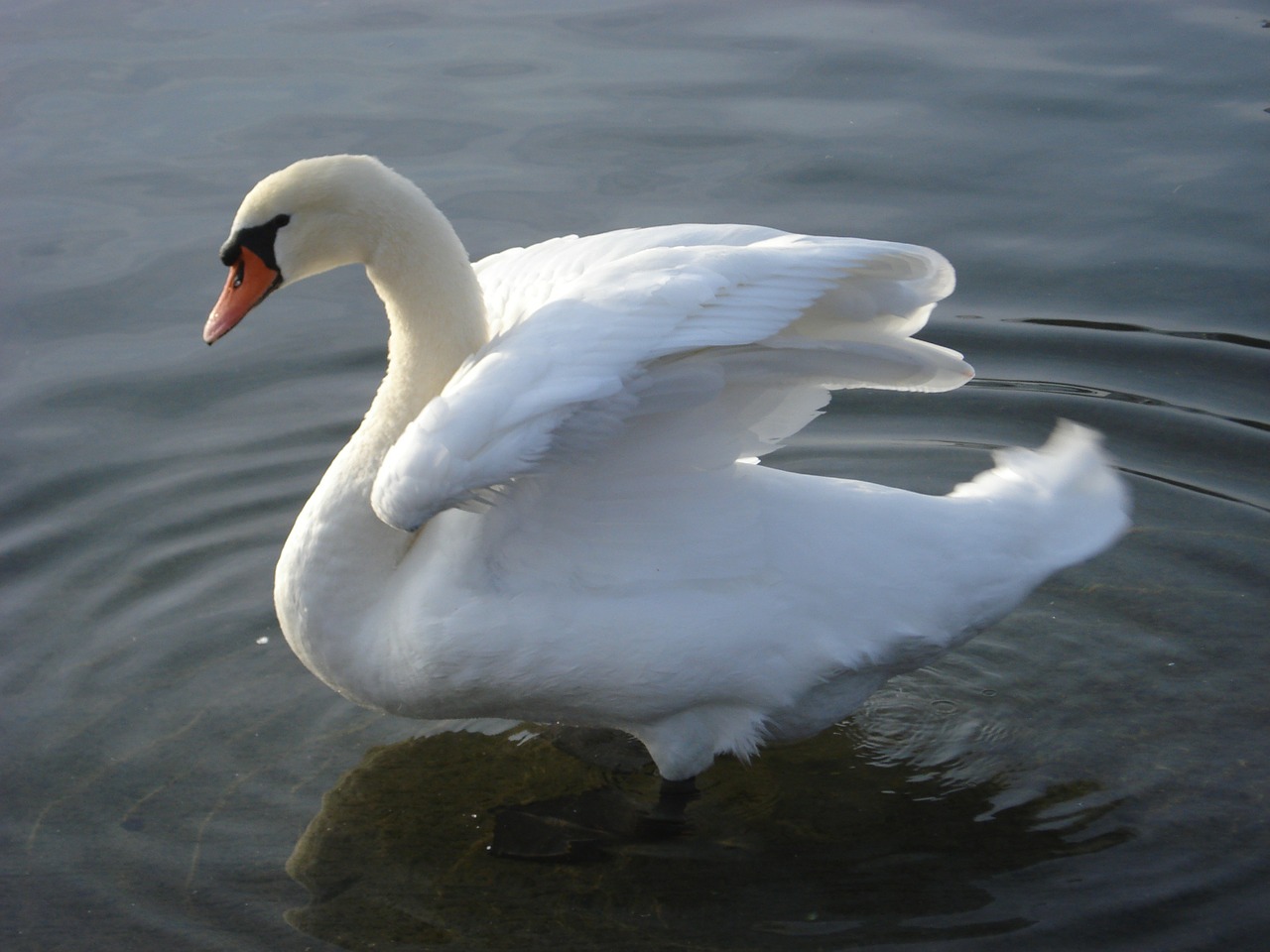 swan lake lausanne free photo