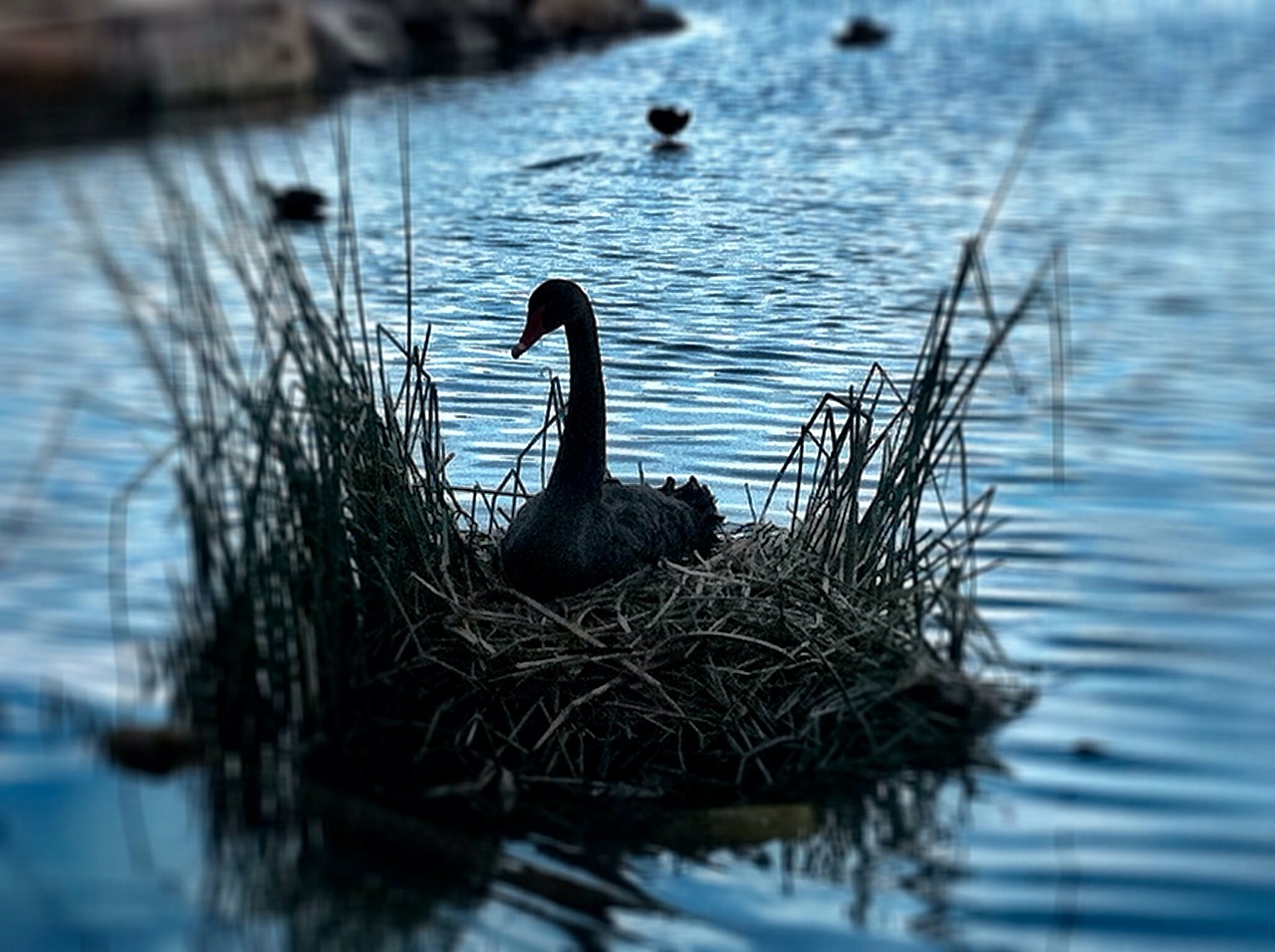 swan nest bird free photo