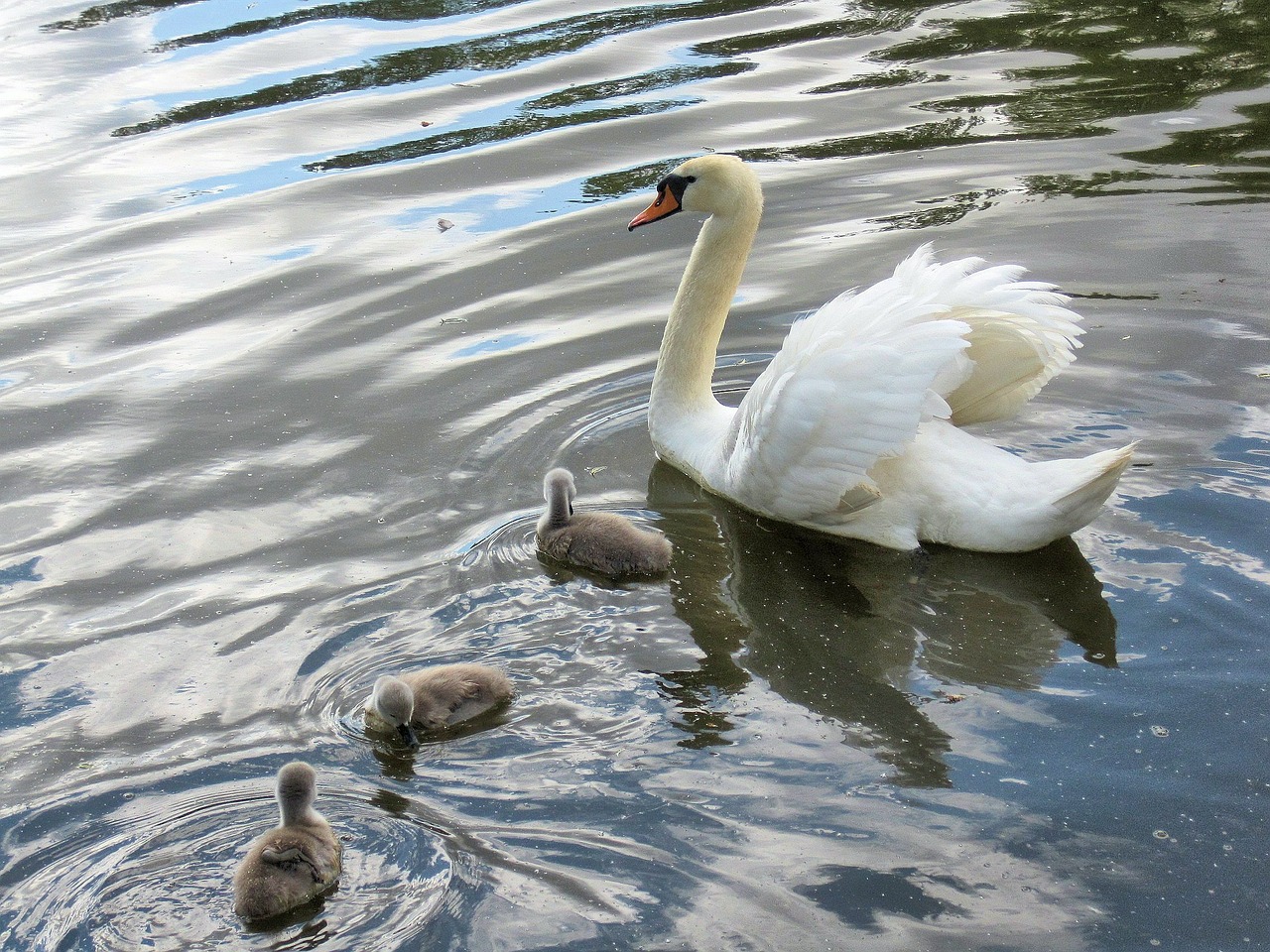 swan baby signets river free photo